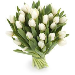 baltas tulpes